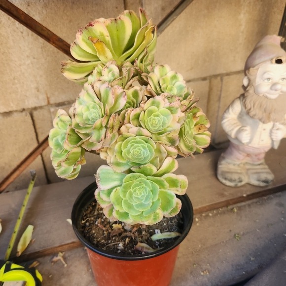 Aeonium Florecens Variegated | Tree Bonsi Cluster 6" Pot - Picture 3 of 13